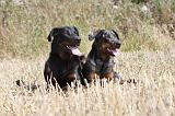 BEAUCERON 244